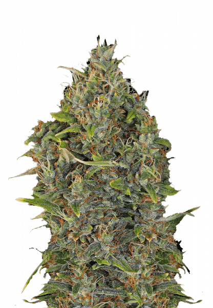 Critical Kush Auto