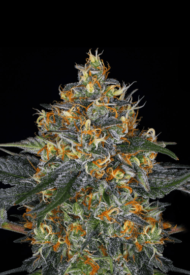 Moby Auto Cans Seeds