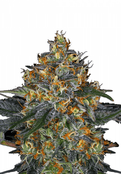 Moby Dick Auto cannabis strain by Fast Buds