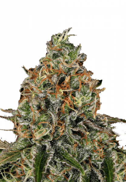 Tangerine Dream Auto