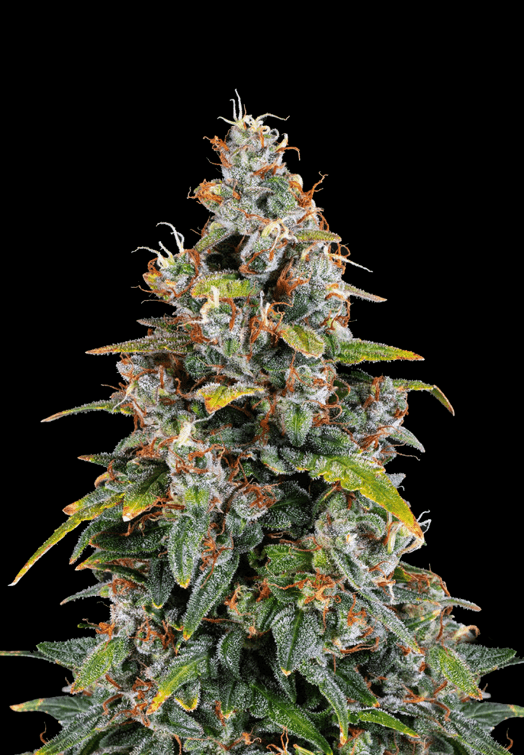 Buy Watermelon Zkittlez Auto Cannabis Seeds Fast Buds