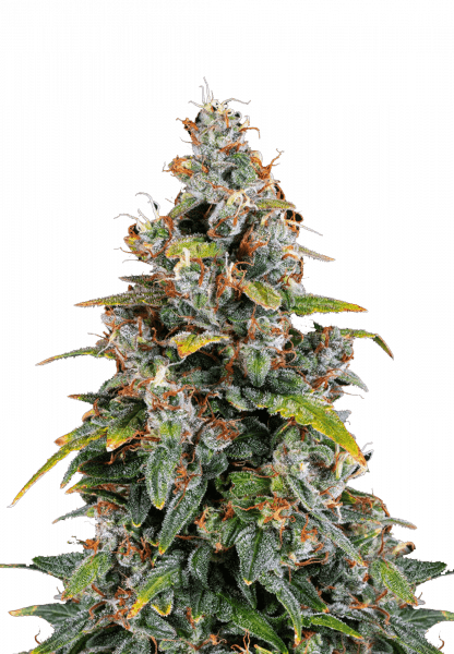 s_tsp_2x_barneys_farm_watermel