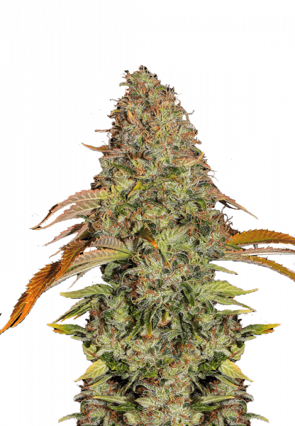 Z OG Auto