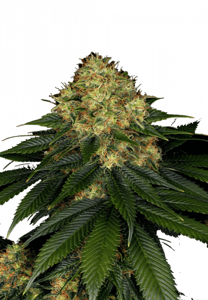 Skywalker OG Auto