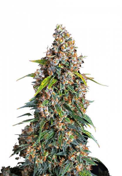 Strawberry Cheesecake Auto