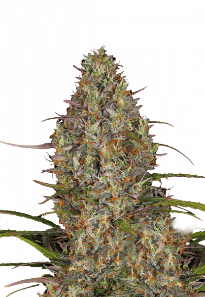 Glue Gelato Auto