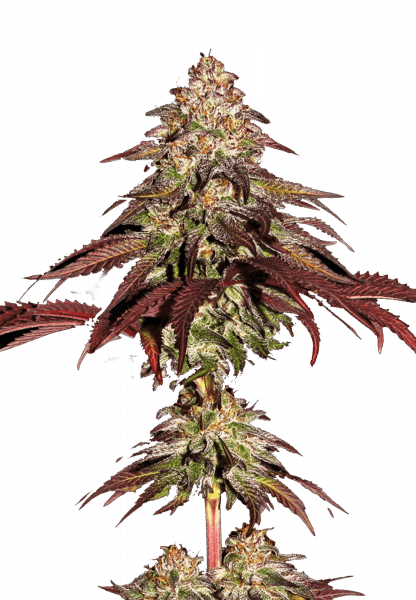 Buy Mimosa x Orange Punch Auto Cannabis Seeds | 42 Fast Buds