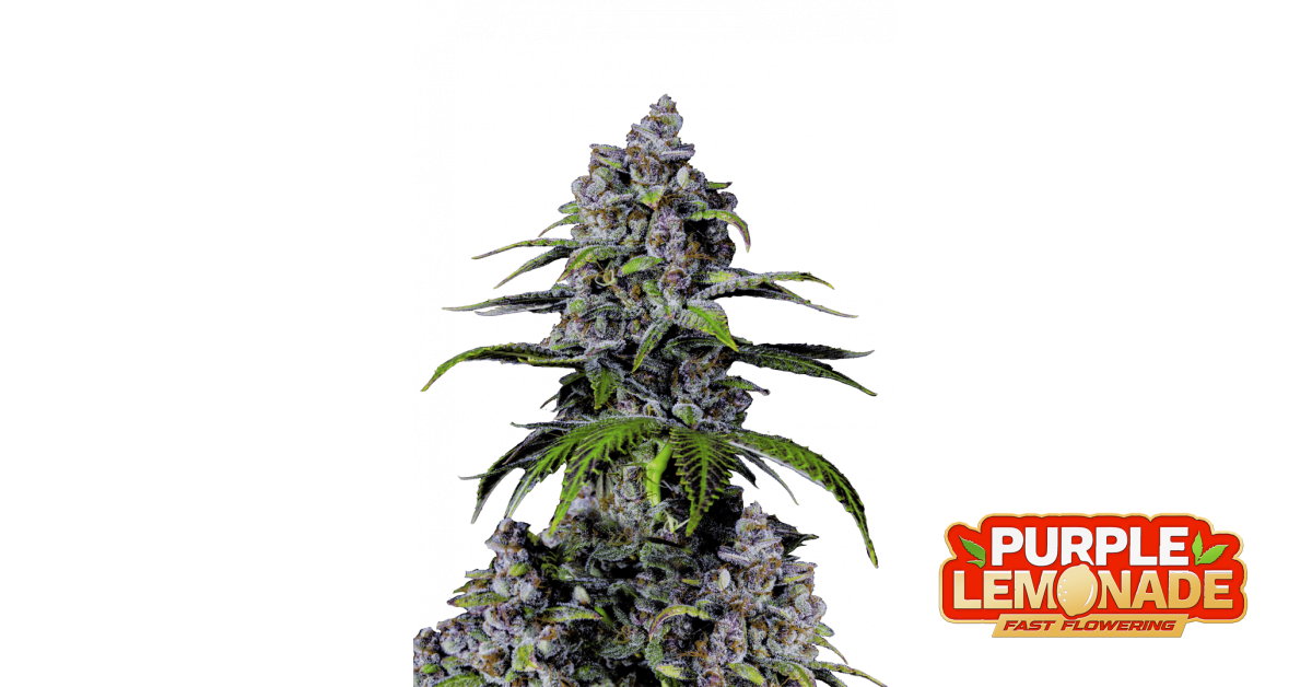Purple Lemonade FF — breeder photo
