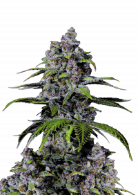 Purple Lemonade FF