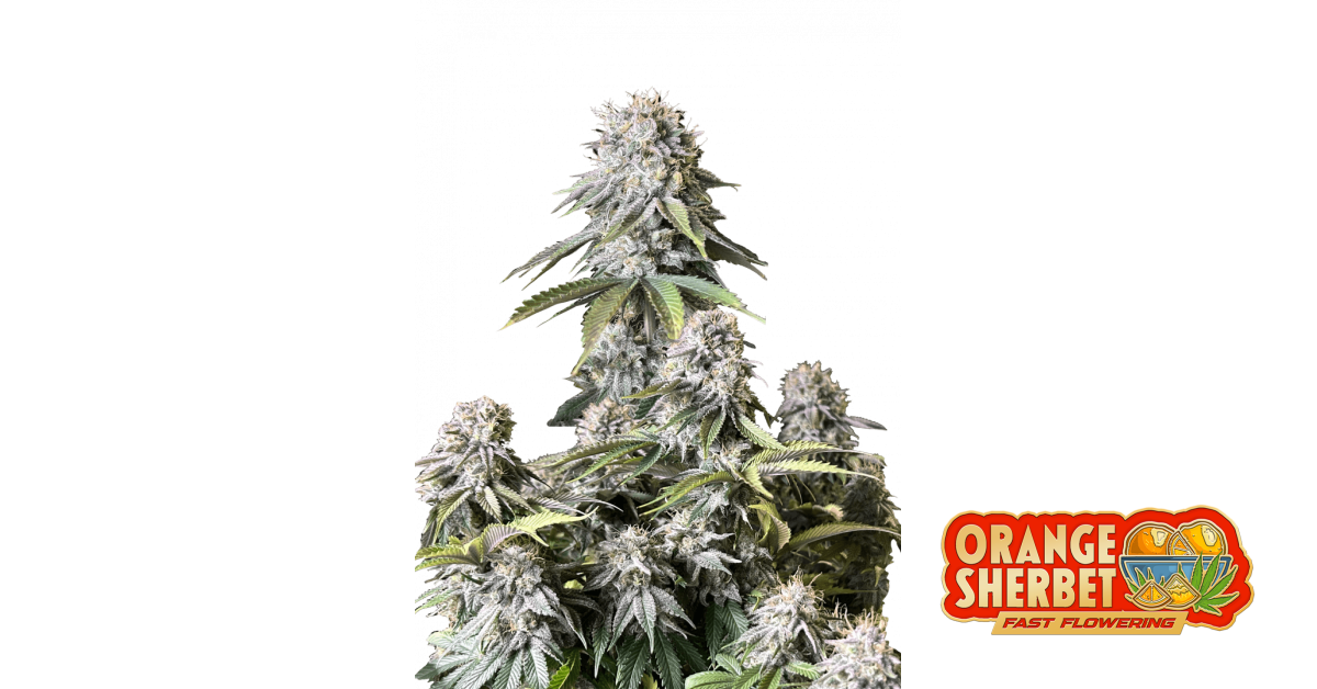 Orange Sherbet FF — breeder photo