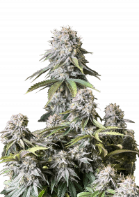 Orange Sherbet FF