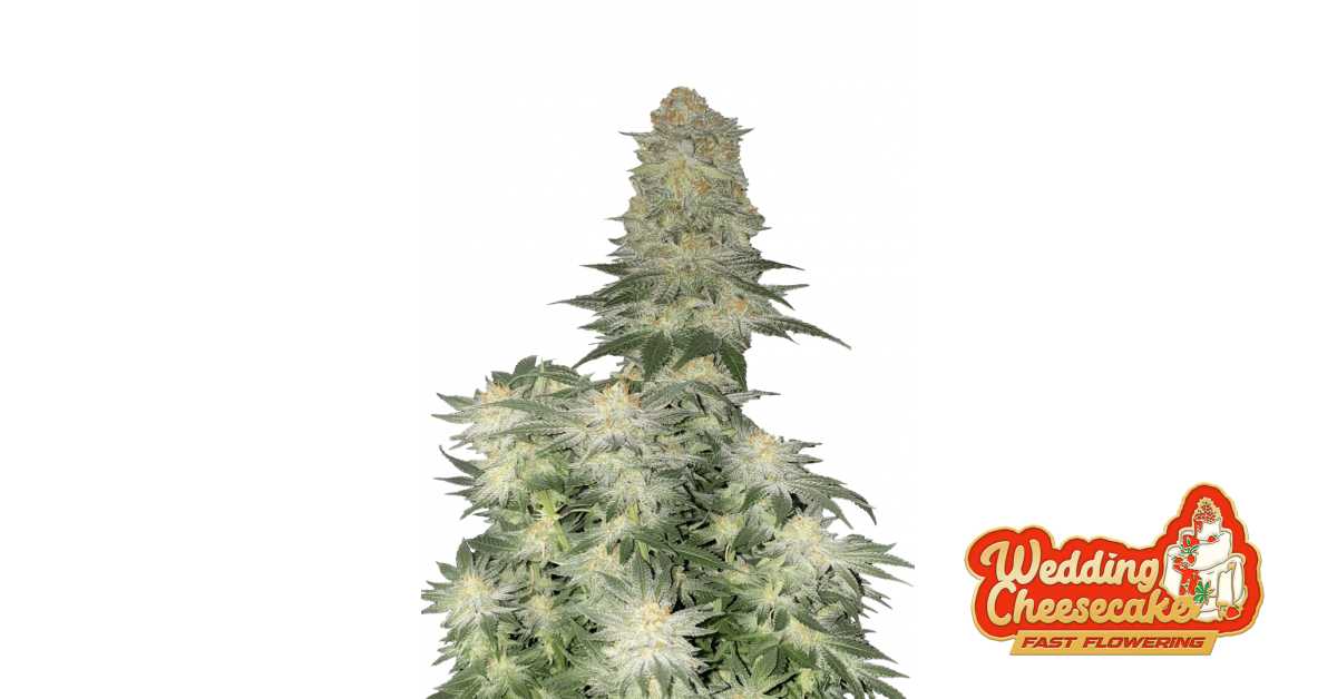 Wedding Cheesecake FF — breeder photo