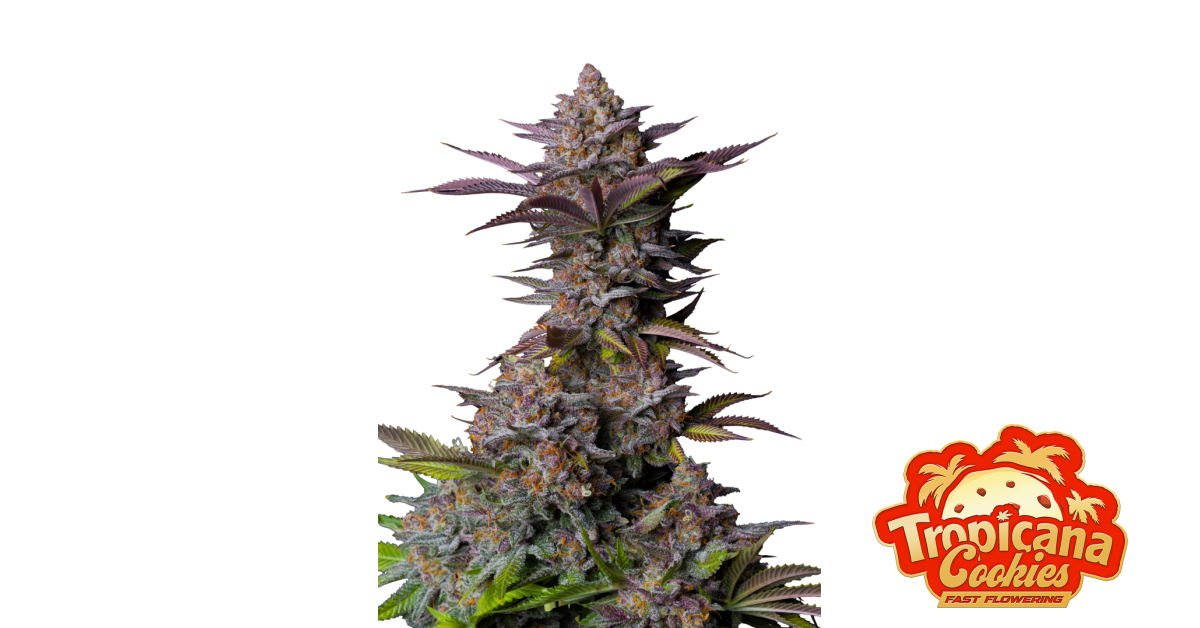 Tropicana Cookies FF — breeder photo