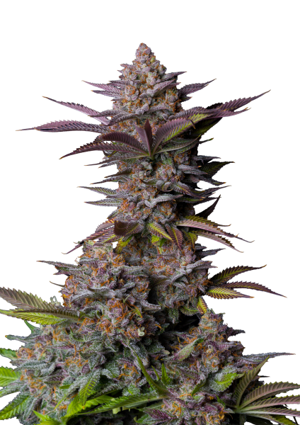 Tropicana Cookies