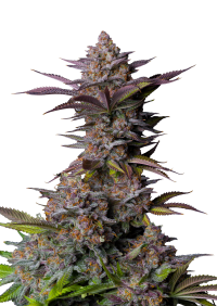 Tropicana Cookies FF