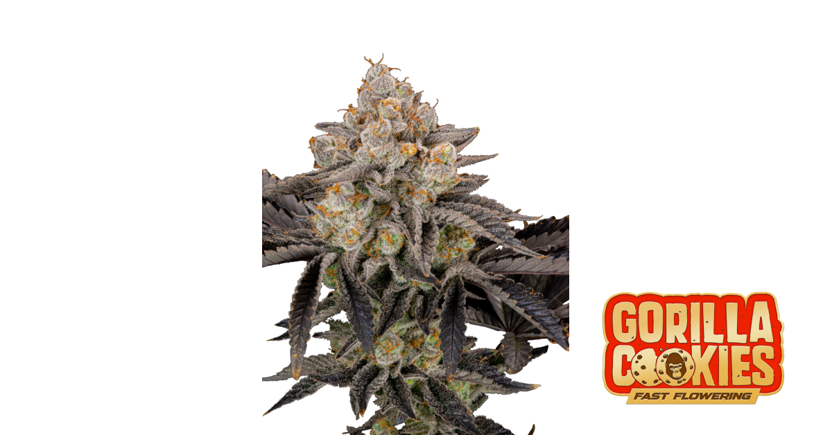 Gorilla Cookies FF — breeder photo