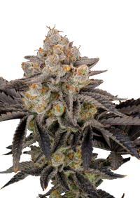 Gorilla Cookies FF