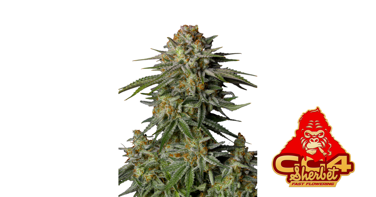 GG4 Sherbet FF — breeder photo