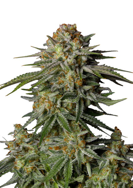 GG4 Sherbet