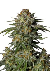 GG4 Sherbet FF
