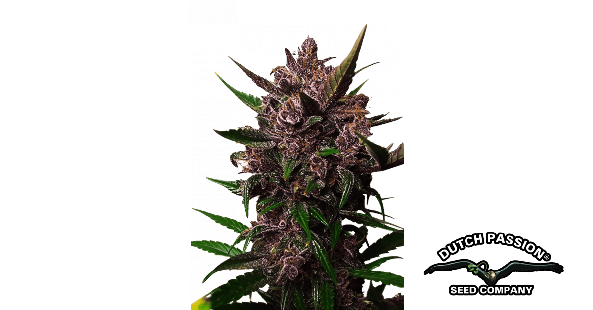 Auto Blackberry Kush 大麻種子 | 42 Fast Buds 日本