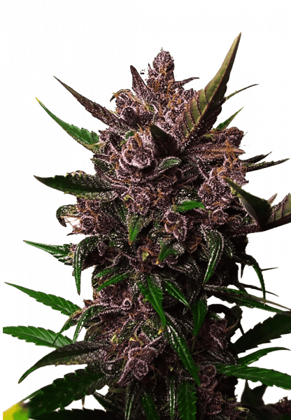 Blackberry Kush Auto