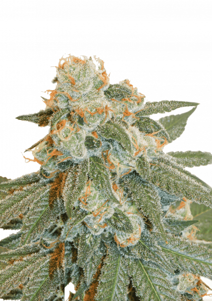 【新作】黄昏の境 OrangeBud H4CBH 1.0mlオレンジバッド3 Auto Orange Bud 大麻種子 | 42 Fast Buds 日本