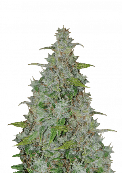 Critical Orange Punch Auto