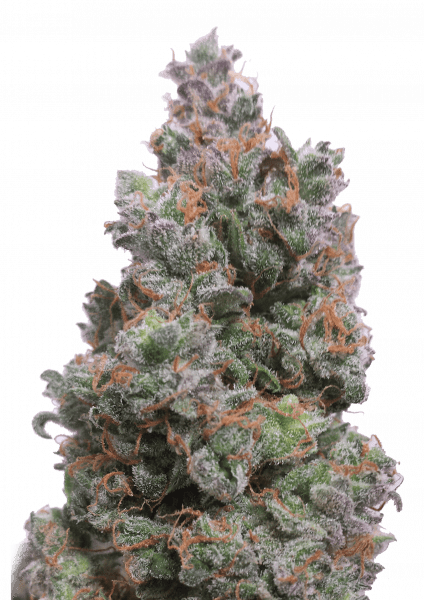 Glueberry OG Auto