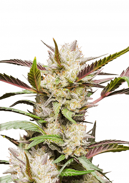Mimosa Punch Auto