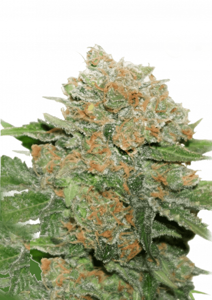 Night Queen Auto