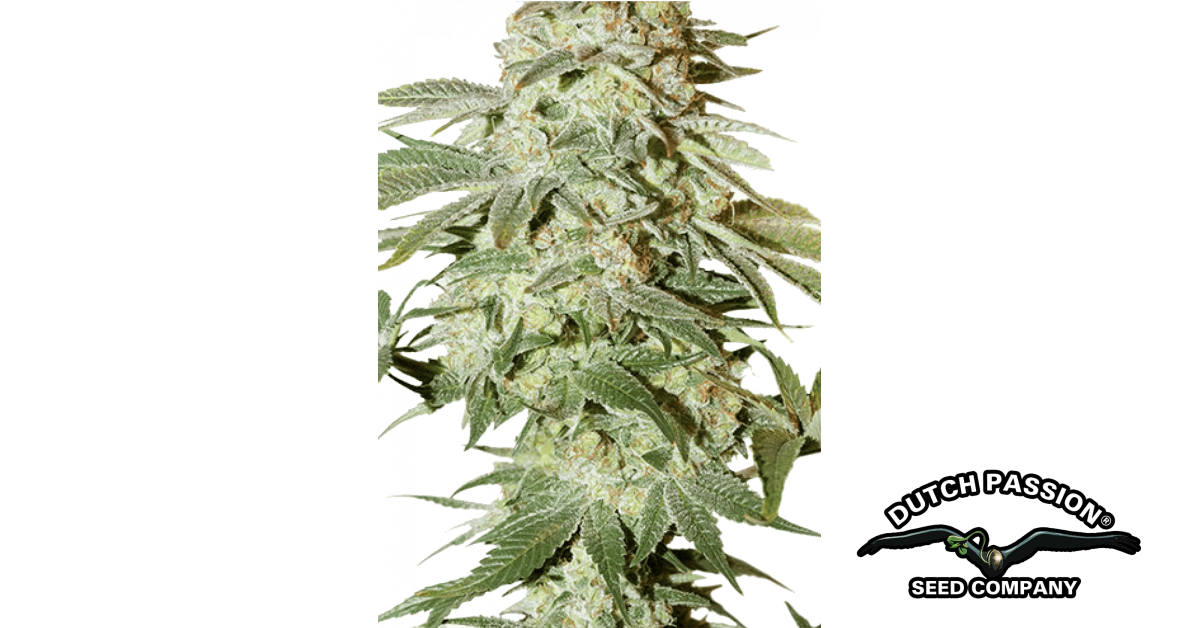 Auto Power Plant Cannabis Seeds | 42 Fast Buds