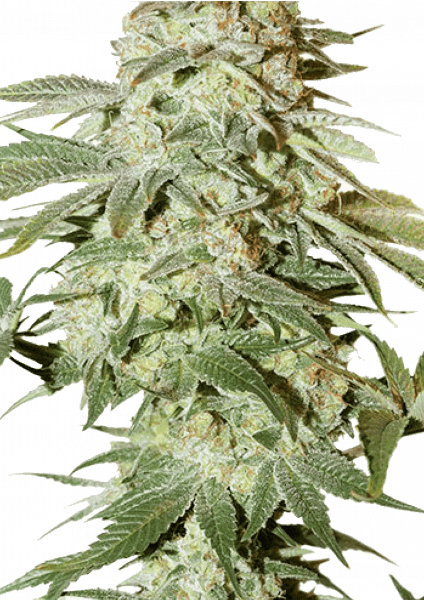 Power Plant Auto