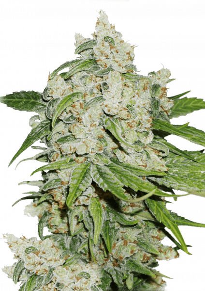 Brooklyn Sunrise Auto