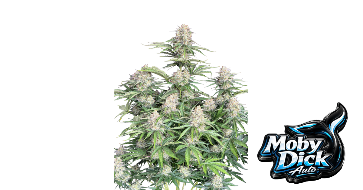 Moby Dick Auto — breeder photo