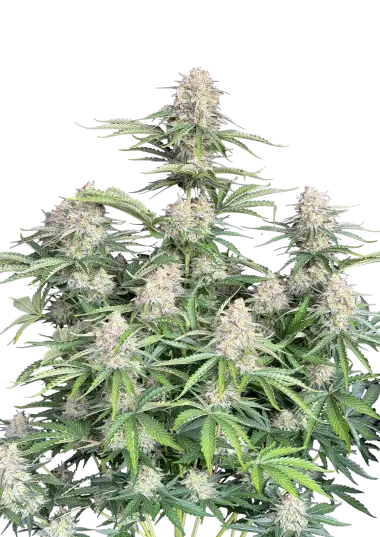 Photo of Moby Dick Auto