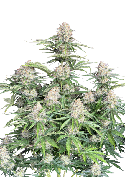 Moby Dick Auto