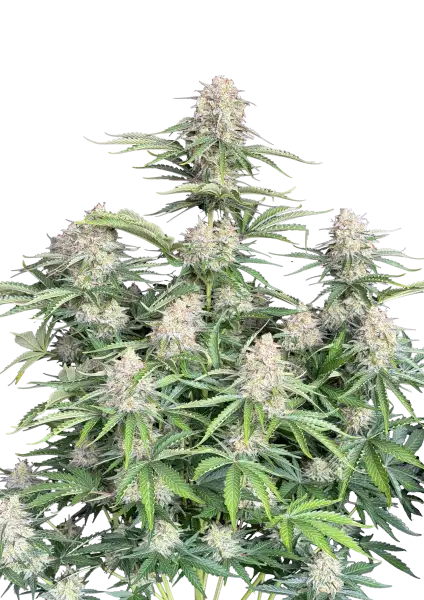 Photo of Moby Dick Auto