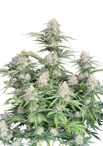 Moby Dick Auto