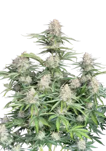 Photo of Moby Dick Auto