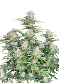 Moby Dick Auto