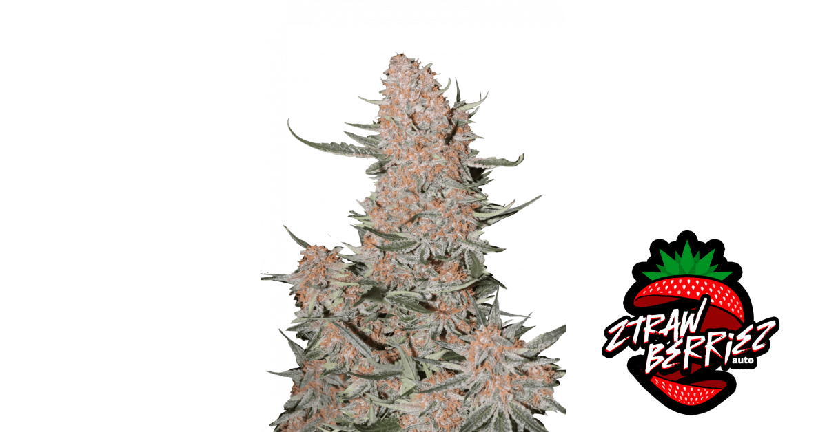 Ztrawberriez Auto — breeder photo