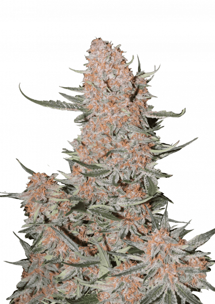 Ztrawberriez Auto