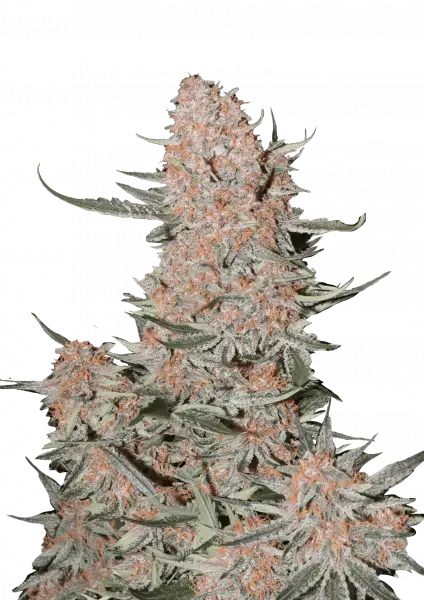 Photo of Ztrawberriez Auto