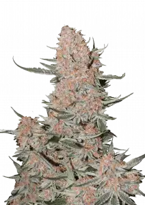 Photo of Ztrawberriez Auto