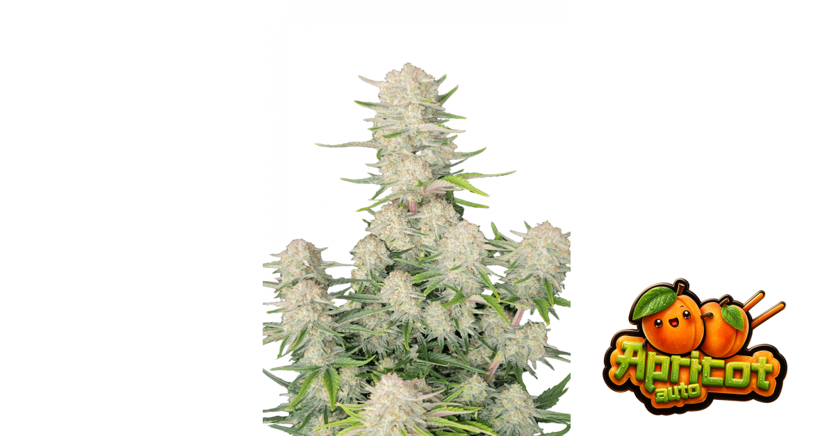 Apricot Auto — breeder photo
