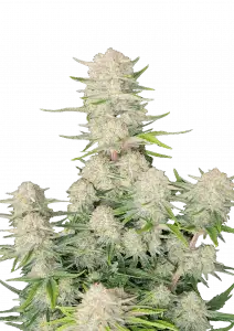 Photo of Apricot Auto