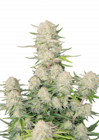 Apricot Auto