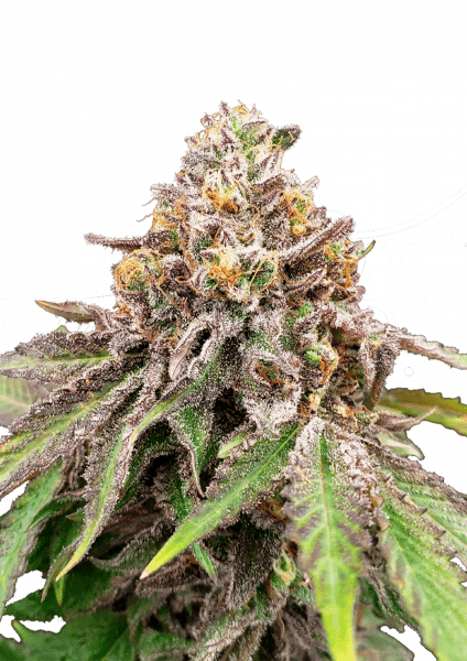 Blue Haze X Gelato #41 Auto