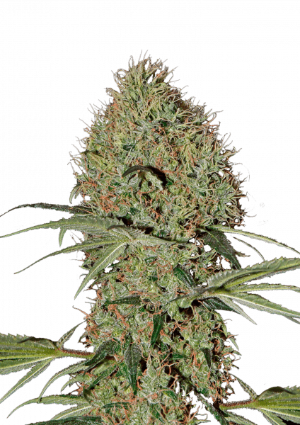 Super Bud Auto cannabis strain by Fast Buds